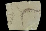 Metasequoia (Dawn Redwood) Fossils - Montana #85742-1